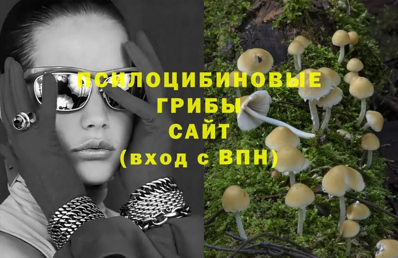 hydra ссылки  Ирбит  Галлюциногенные грибы Psilocybe 